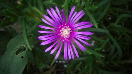 Lampranthus