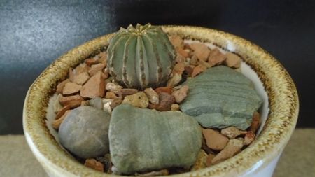 Geohintonia mexicana