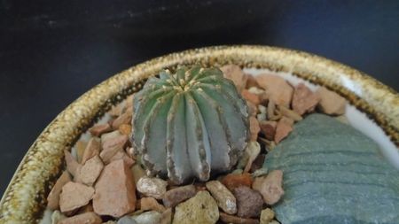 Geohintonia mexicana