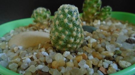 Mammillaria saboae ssp. goldii