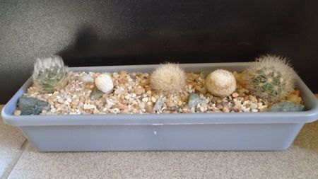 Mammillaria aureilanata v. alba