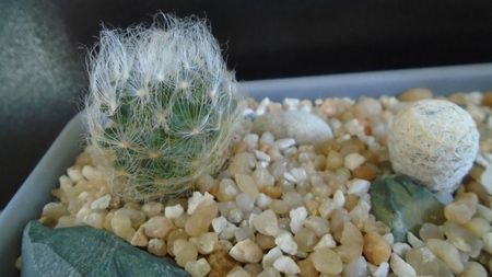 Mammillaria aureilanata v. alba