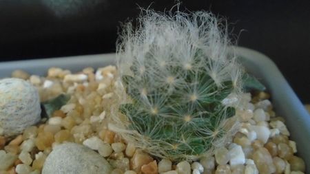 Mammillaria aureilanata v. alba