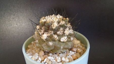 Copiapoa hypogaea v. barquitensis, FR 654, Chile; replantata in iul. 2021
