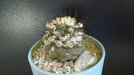 Copiapoa hypogaea v. barquitensis, FR 654, Chile; replantata in iul. 2021
