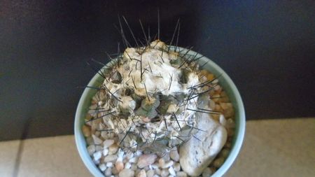 Copiapoa hypogaea v. barquitensis, FR 654, Chile; replantata in iul. 2021
