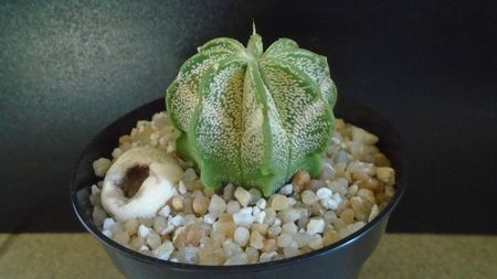 Astrophytum capricorne v. niveum, Cuatro Cienegas, Coahuila, Mx; replantat in iulie 2021
