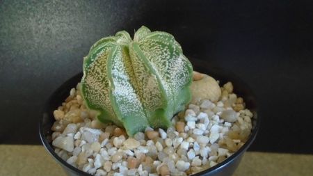 Astrophytum capricorne v. niveum, Cuatro Cienegas, Coahuila, Mx; replantat in iulie 2021
