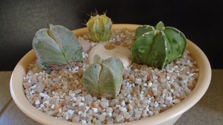 Grup de 4 Astrophytum; Astrophytum myriostigma hb. (clorofil-deficitar) 
Astrophytum myriostigma hb. Fukuriyu x Marginata
Astrophytum myriostigma v. tricostatum
Astrophytum myriostigma v quadricostatum
