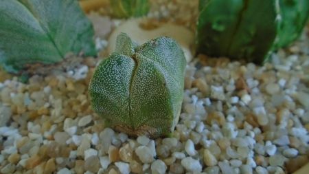 Astrophytum myriostigma v quadricostatum