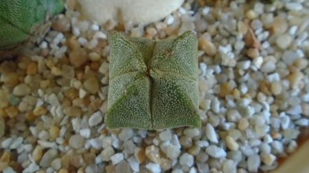 Astrophytum myriostigma v quadricostatum