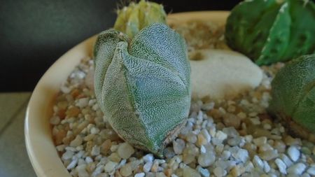 Astrophytum myriostigma v. tricostatum