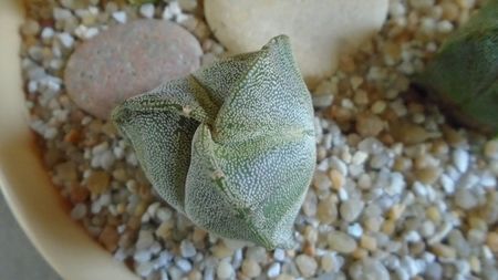 Astrophytum myriostigma v. tricostatum