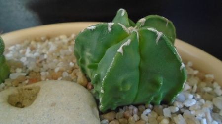 Astrophytum myriostigma hb. Fukuriyu x Marginata