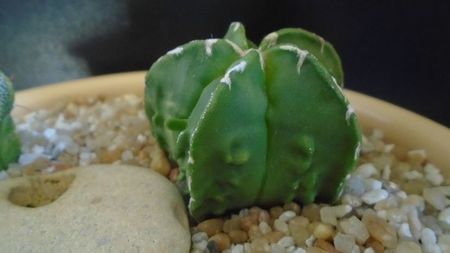 Astrophytum myriostigma hb. Fukuriyu x Marginata