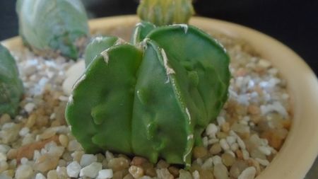 Astrophytum myriostigma hb. Fukuriyu x Marginata