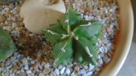 Astrophytum myriostigma hb. Fukuriyu x Marginata