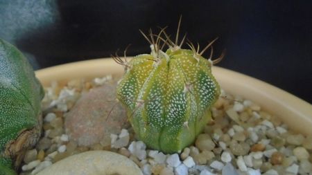 Astrophytum myriostigma hb. (clorofil-deficitar)