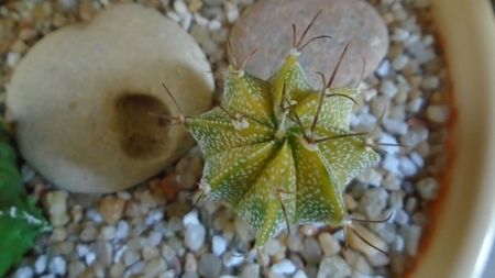 Astrophytum myriostigma hb. (clorofil-deficitar)