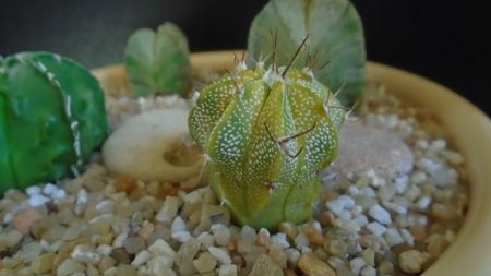 Astrophytum myriostigma hb. (clorofil-deficitar)