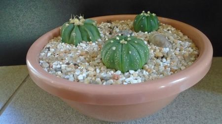 Grup de 3 Astrophytum; Astrophytum asterias cv. Ooibo Kabuto
Astrophytum asterias cv. Ooibo + Ruri (nudum) Kabuto       
Astrophytum asterias hb. (floare rosie)
