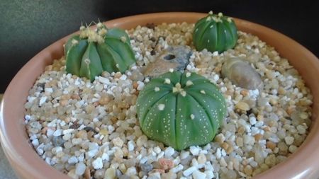 Grup de 3 Astrophytum; Astrophytum asterias cv. Ooibo Kabuto
Astrophytum asterias cv. Ooibo + Ruri (nudum) Kabuto       
Astrophytum asterias hb. (floare rosie)
