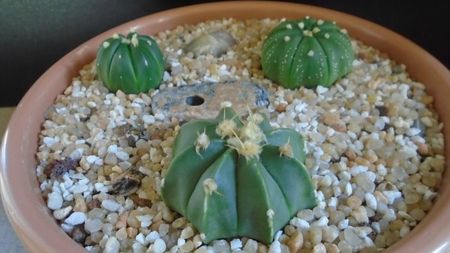 Grup de 3 Astrophytum; Astrophytum asterias cv. Ooibo Kabuto
Astrophytum asterias cv. Ooibo + Ruri (nudum) Kabuto       
Astrophytum asterias hb. (floare rosie)
