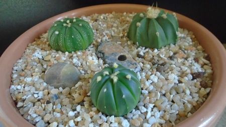 Grup de 3 Astrophytum; Astrophytum asterias cv. Ooibo Kabuto
Astrophytum asterias cv. Ooibo + Ruri (nudum) Kabuto       
Astrophytum asterias hb. (floare rosie)
