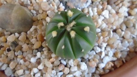 Astrophytum asterias cv. Ooibo Kabuto