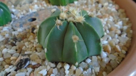 Astrophytum asterias cv. Ooibo Ruri (nudum) Kabuto