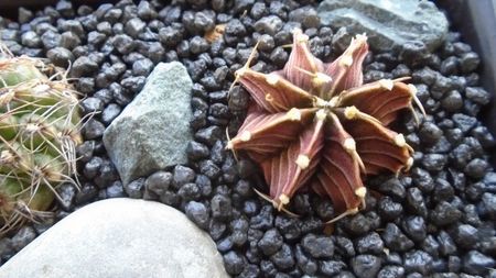 Gymnocalycium friedrichii, LB 2178 Agua Dulce, Paraguay