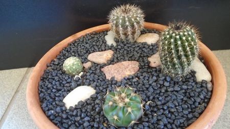 Grup de 4 cactusi; Uebelmannia pectinifera
Uebelmannia pectinifera v. pseudopectinifera, HU 290
Discocactus squamibaccatus (D. heptacanthus ssp. heptacanthus, HU 563)
Discocactus buenekeri
