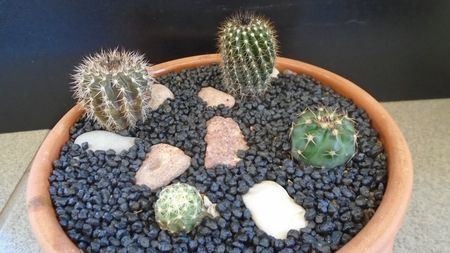 Grup de 4 cactusi; Uebelmannia pectinifera
Uebelmannia pectinifera v. pseudopectinifera, HU 290
Discocactus squamibaccatus (D. heptacanthus ssp. heptacanthus, HU 563)
Discocactus buenekeri
