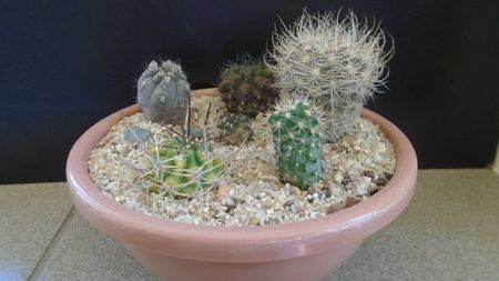 Grup de 6 cactusi