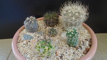 Grup de 6 cactusi; Eriosyce strausiana ssp. multicolorispinus
Eriosyce paucicostata
Eriosyce caligophyla 
Eriosyce marksiana v. tunensis
Eriosyce senilis multicolor
Eriosyce villicumensis
