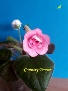 Country Prayer(27-07-2021)