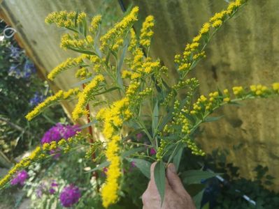 solidago