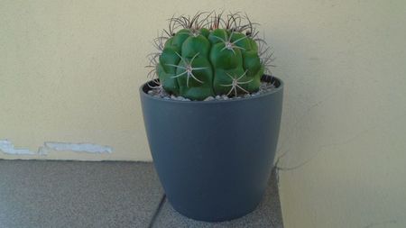 Gymnocalycium pflanzii v.zegarrae