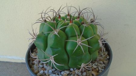 Gymnocalycium pflanzii v.zegarrae