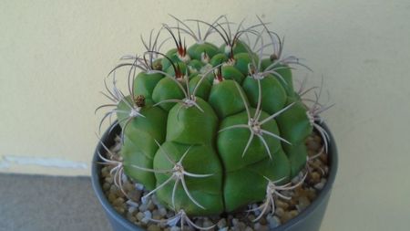 Gymnocalycium pflanzii v.zegarrae