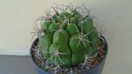 Gymnocalycium pflanzii v.zegarrae