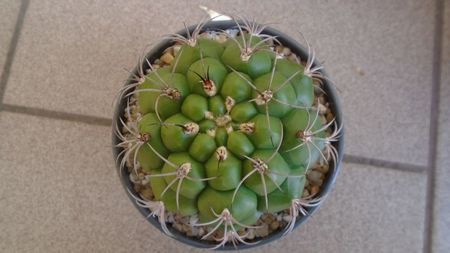 Gymnocalycium pflanzii v.zegarrae