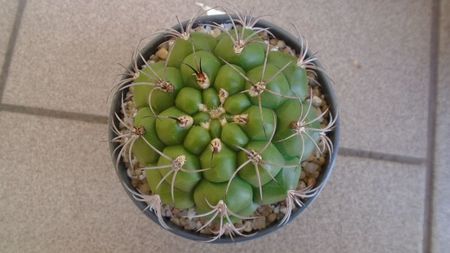 Gymnocalycium pflanzii v.zegarrae