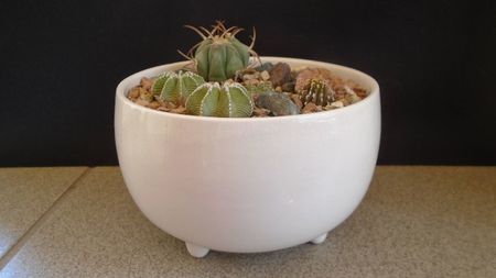 Grup de 5 cactusi; Aztekium hintonii, San Jose del Rio Galeana, Mx. (2 ex.)
Aztekium ritteri, Rayones, Mx.
Echinocactus horizonthalonius, West of Texas, USA
Geohintonia mexicana
