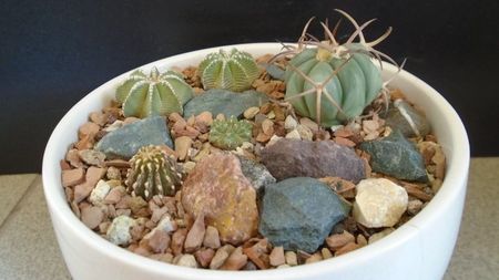 Grup de 5 cactusi; Aztekium hintonii, San Jose del Rio Galeana, Mx. (2 ex.)
Aztekium ritteri, Rayones, Mx.
Echinocactus horizonthalonius, West of Texas, USA
Geohintonia mexicana
