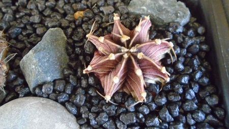 Gymnocalycium friedrichii, LB 2178 Agua Dulce, Paraguay