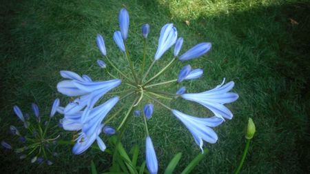 Agapanthus,crin african