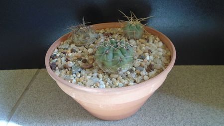 Grup de 3 Gymnocalycium; G. gibbosum
G. armatum (Gymnocalycium spegazzinii ssp. armatum)
G. spegazzinii ssp. sarkae, KP54, San Felipe, Arg.
