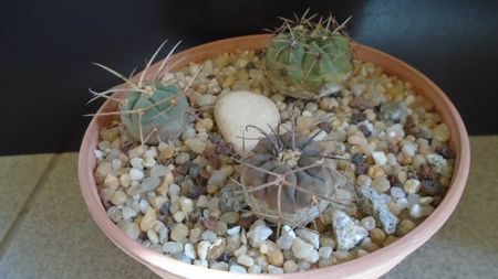 Gymnocalycium spegazzinii ssp. sarkae, KP54, San Felipe, Argentina