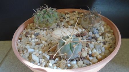 Gymnocalycium armatum (Gymnocalycium spegazzinii ssp. armatum)